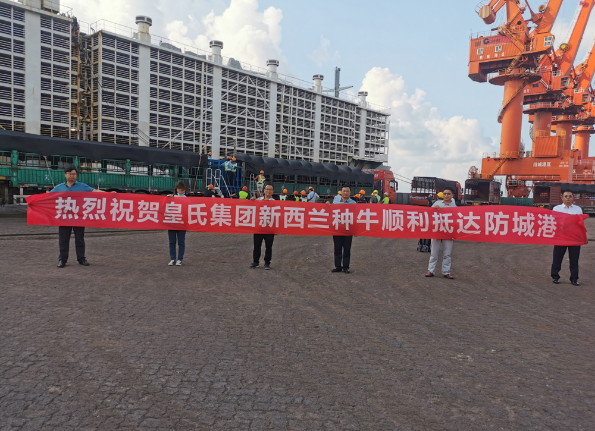 漂洋過海9000公里，優(yōu)質(zhì)新西蘭奶牛順利到港！